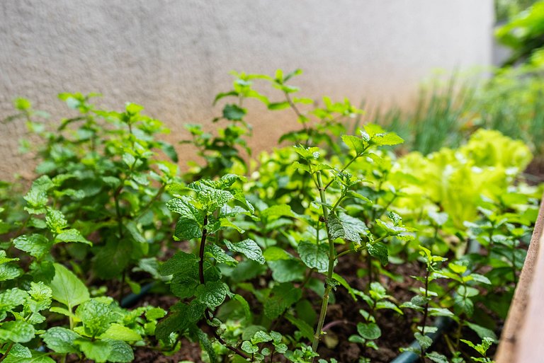 TK19 Chame e Conforto Luxo Ao Lado Metro Sp